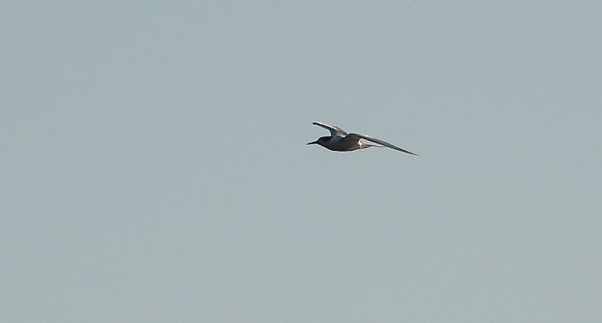 Sandwich Tern  - Jarosław Słowikowski