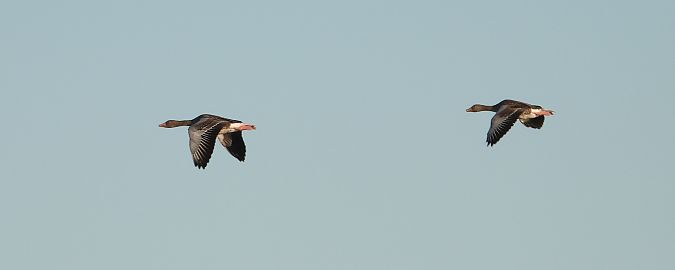 Greylag Goose  - Jarosław Słowikowski
