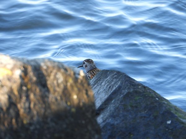 Alpenstrandläufer 
