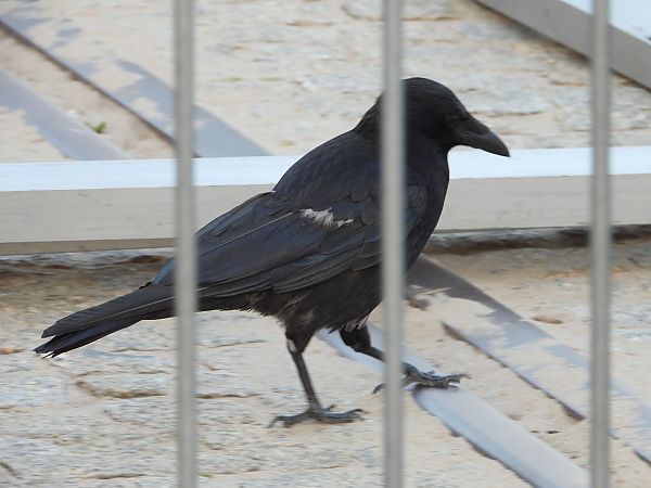 Carrion Crow  - Jarosław Słowikowski