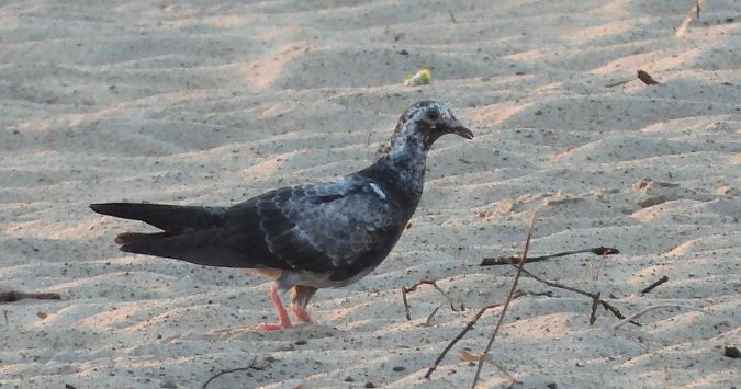 Feral Rock Dove  - Jarosław Słowikowski