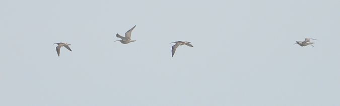 Eurasian Whimbrel  - Jarosław Słowikowski