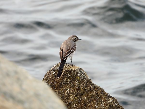 White Wagtail  - Jarosław Słowikowski