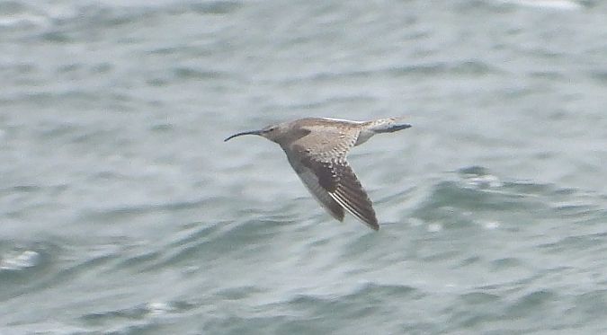 Eurasian Whimbrel  - Jarosław Słowikowski