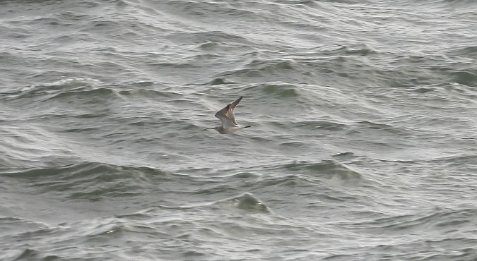 Eurasian Whimbrel  - Jarosław Słowikowski
