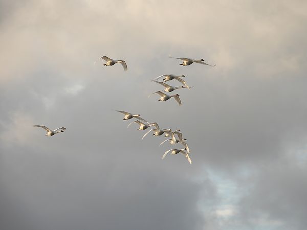Mute Swan 