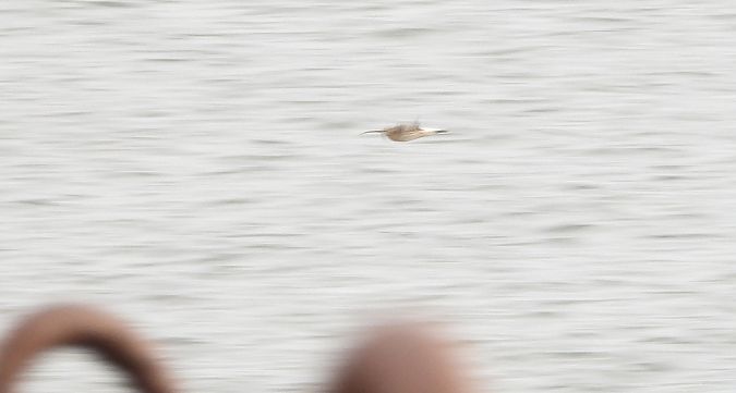 Eurasian Whimbrel  - Jarosław Słowikowski