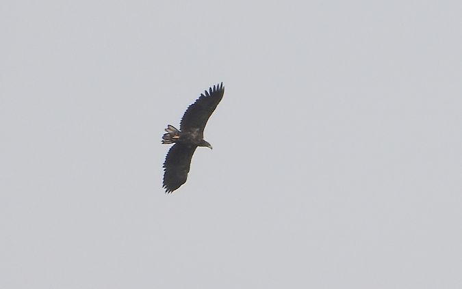 Seeadler  - Jarosław Słowikowski