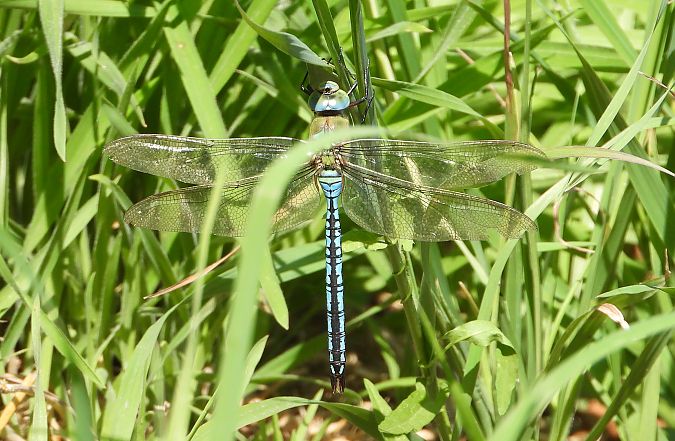Aeschne affine  - Jarosław Słowikowski