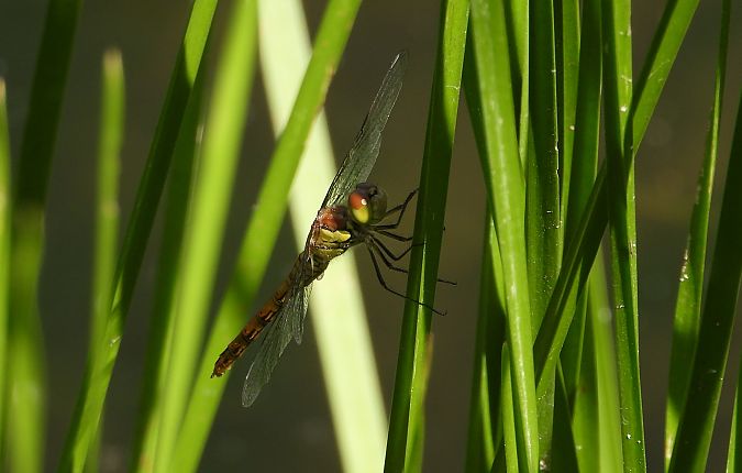 szablak późny  - Jarosław Słowikowski