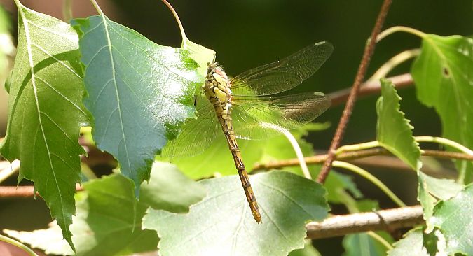 lecicha pospolita  - Jarosław Słowikowski