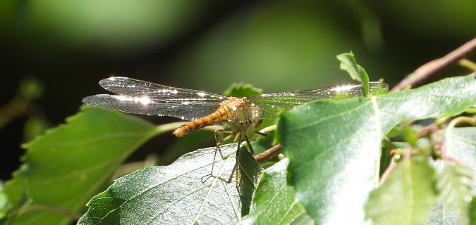 Orthétrum réticulé  - Jarosław Słowikowski