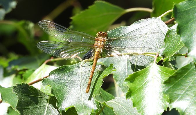 Orthétrum réticulé  - Jarosław Słowikowski