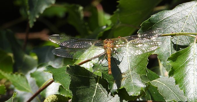 Orthétrum réticulé 