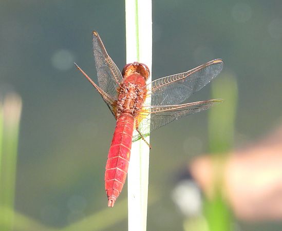 Crocothémis écarlate  - Jarosław Słowikowski
