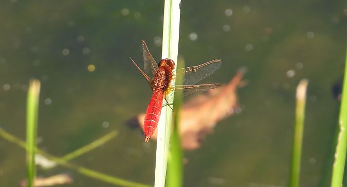 Crocothémis écarlate 