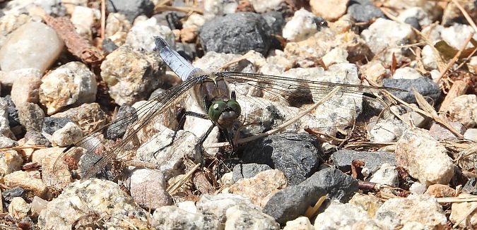 lecicha pospolita  - Jarosław Słowikowski