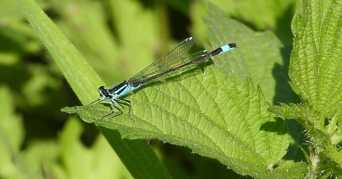 tężnica wytworna  - Jarosław Słowikowski