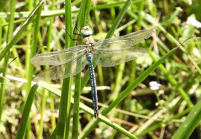 Große Königslibelle  - Jarosław Słowikowski