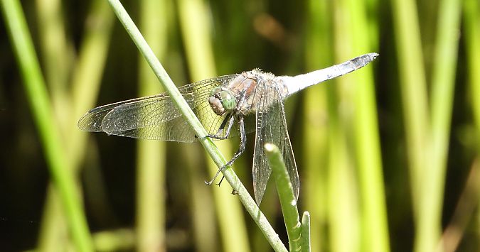 lecicha pospolita  - Jarosław Słowikowski