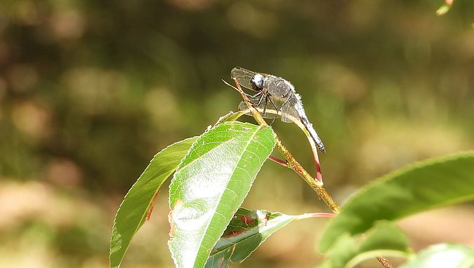 ważka ruda  - Jarosław Słowikowski