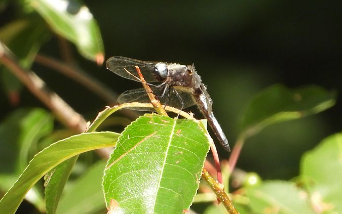 Libellule fauve  - Jarosław Słowikowski