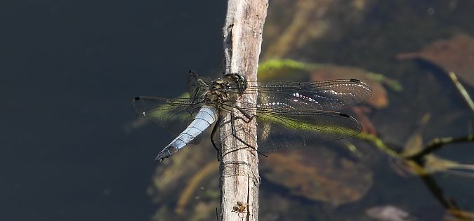 lecicha pospolita  - Jarosław Słowikowski