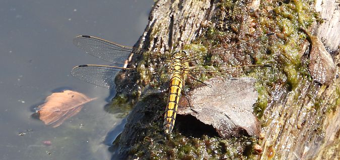lecicha pospolita  - Jarosław Słowikowski