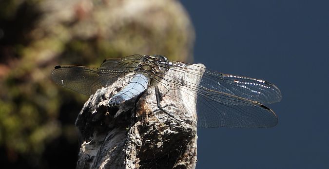 lecicha pospolita  - Jarosław Słowikowski