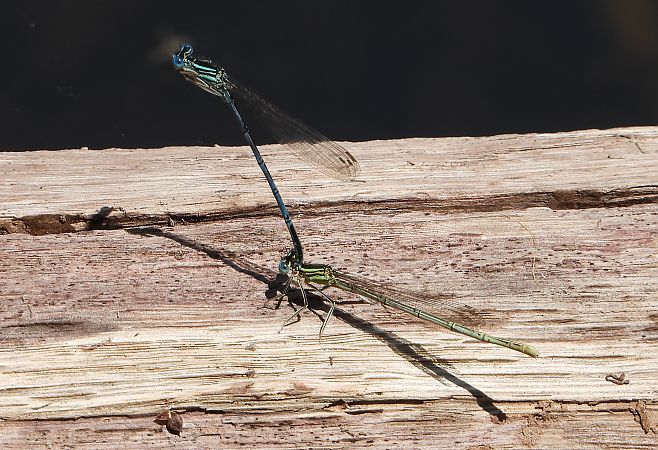 tężnica wytworna  - Jarosław Słowikowski