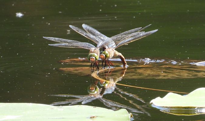 husarz władca  - Jarosław Słowikowski