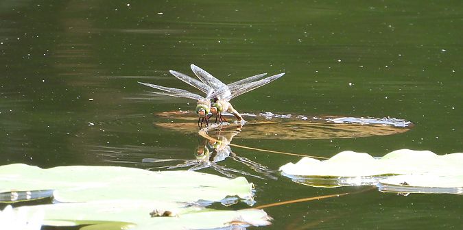 husarz władca  - Jarosław Słowikowski