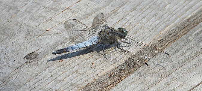 lecicha pospolita  - Jarosław Słowikowski