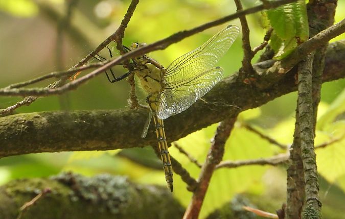 lecicha pospolita  - Jarosław Słowikowski