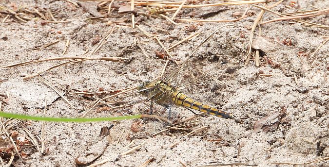 lecicha pospolita  - Jarosław Słowikowski