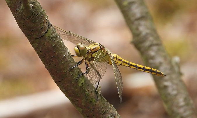 lecicha pospolita  - Jarosław Słowikowski