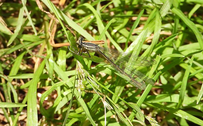 Blaue Federlibelle  - Jarosław Słowikowski