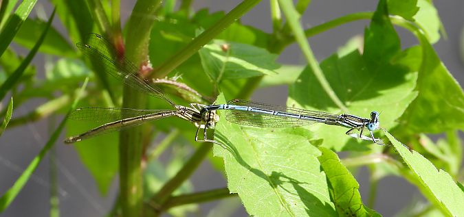 pióronóg zwykły  - Jarosław Słowikowski