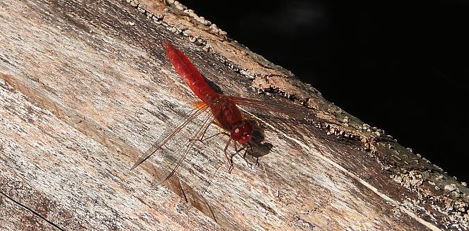 szafranka czerwona  - Jarosław Słowikowski