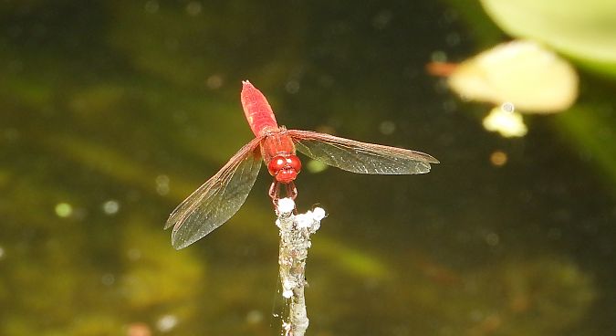 szafranka czerwona  - Jarosław Słowikowski