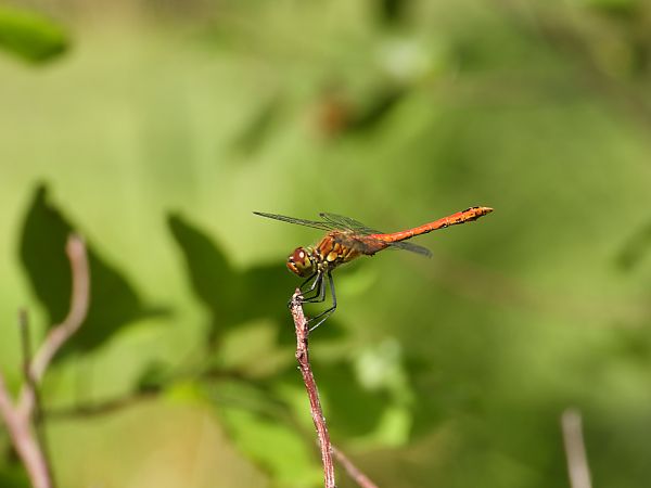 szablak krwisty  - Jarosław Słowikowski