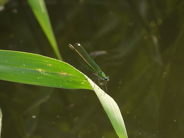 świtezianka błyszcząca  - Jarosław Słowikowski