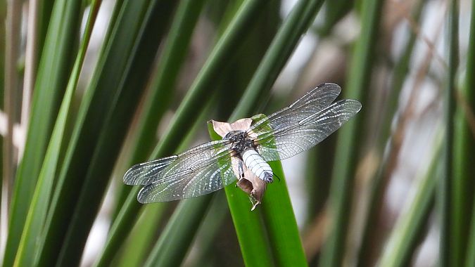 lecicha pospolita  - Jarosław Słowikowski