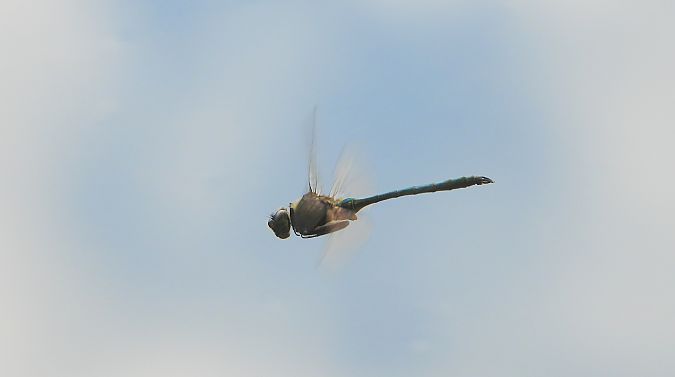 husarz władca  - Jarosław Słowikowski