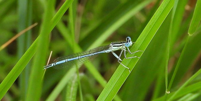 Blue Featherleg  - Jarosław Słowikowski