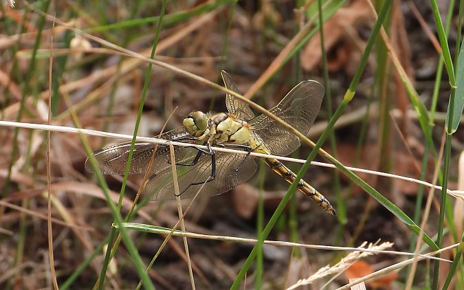 lecicha pospolita  - Jarosław Słowikowski