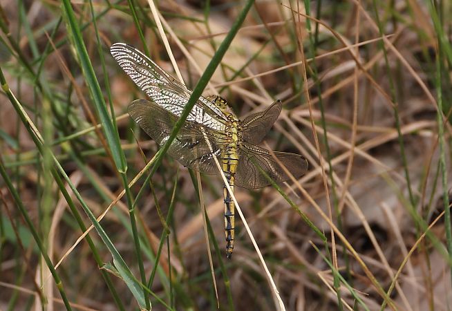 Orthétrum réticulé 