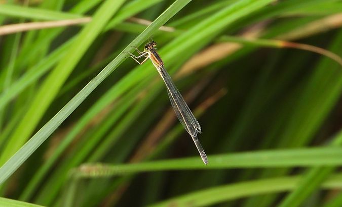 Small Bluetail  - Jarosław Słowikowski