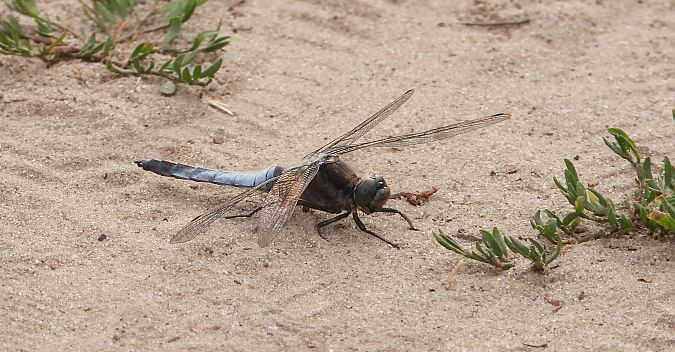 lecicha pospolita  - Jarosław Słowikowski