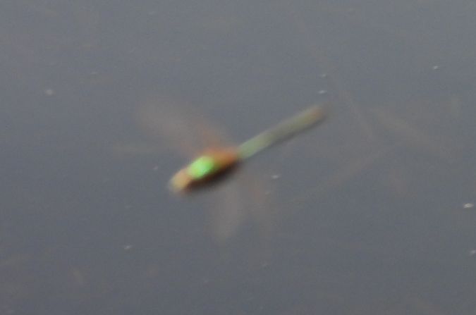 Brilliant Emerald  - Jarosław Słowikowski